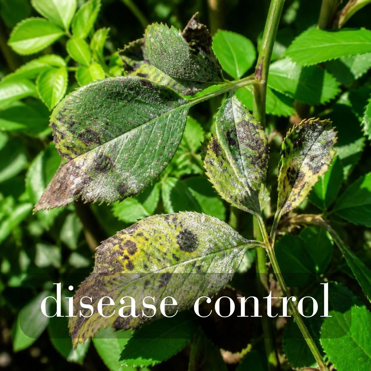 Disease Control