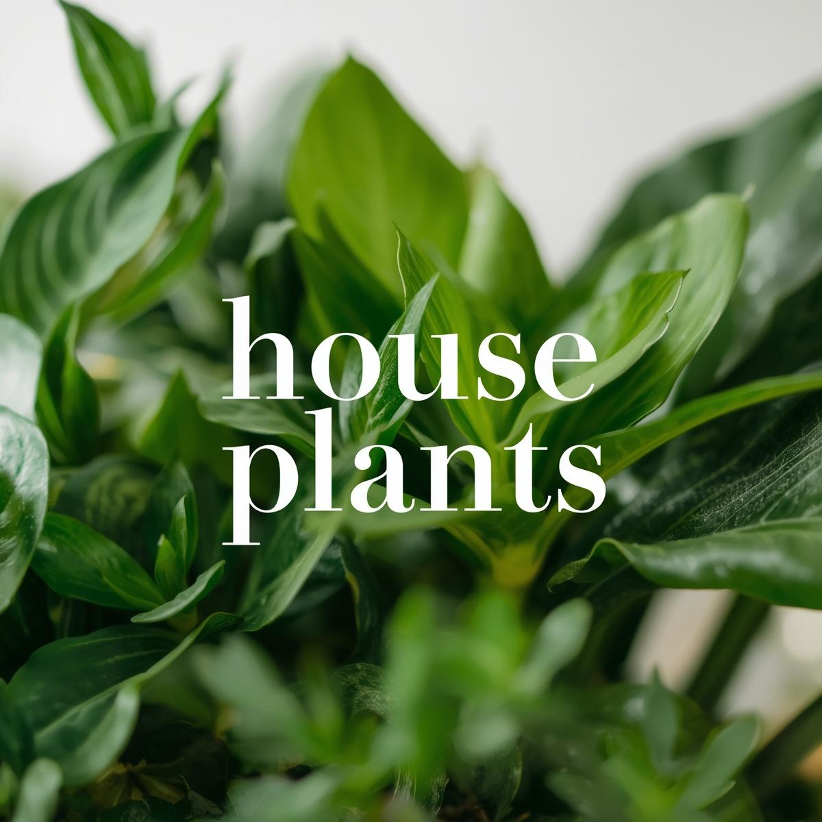 House Plants