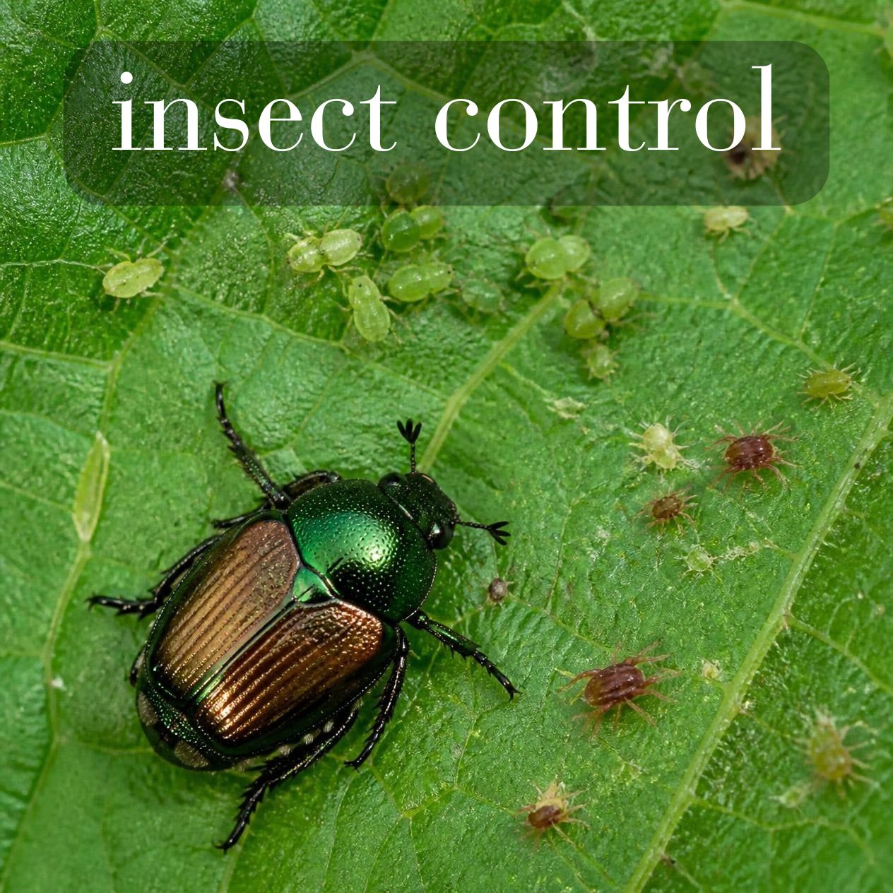 Insect Control