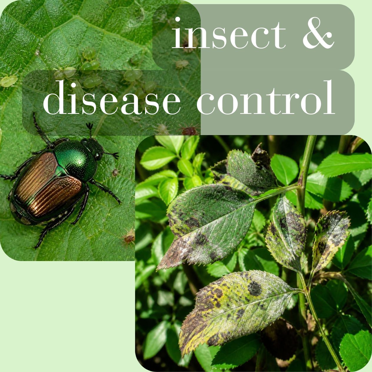 Insect & Disease Control