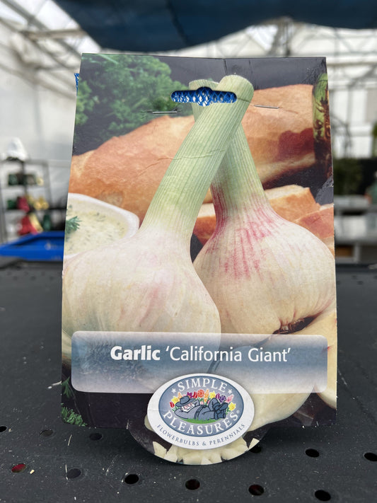 California Giant Garlic