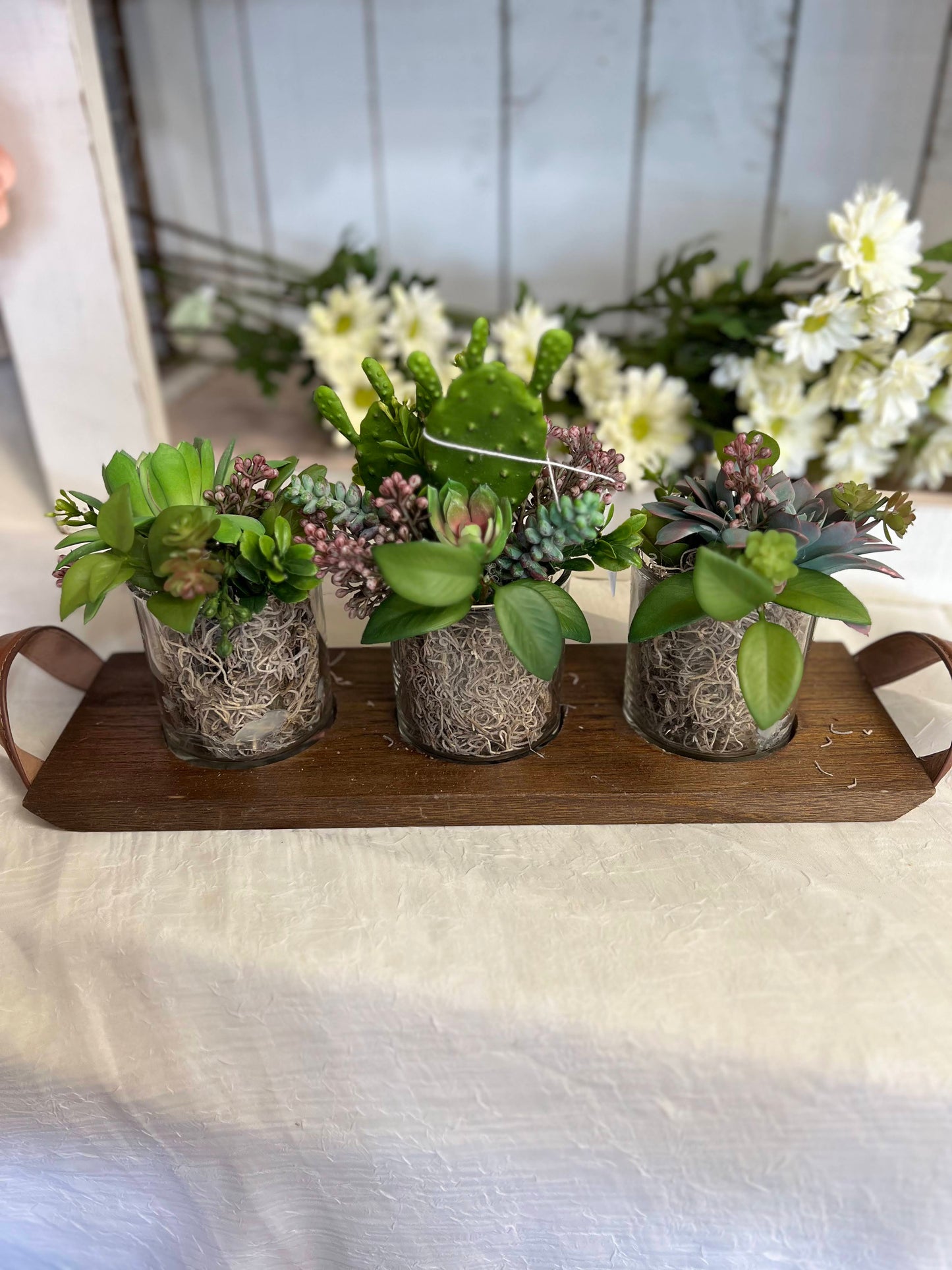 Succulent Trio