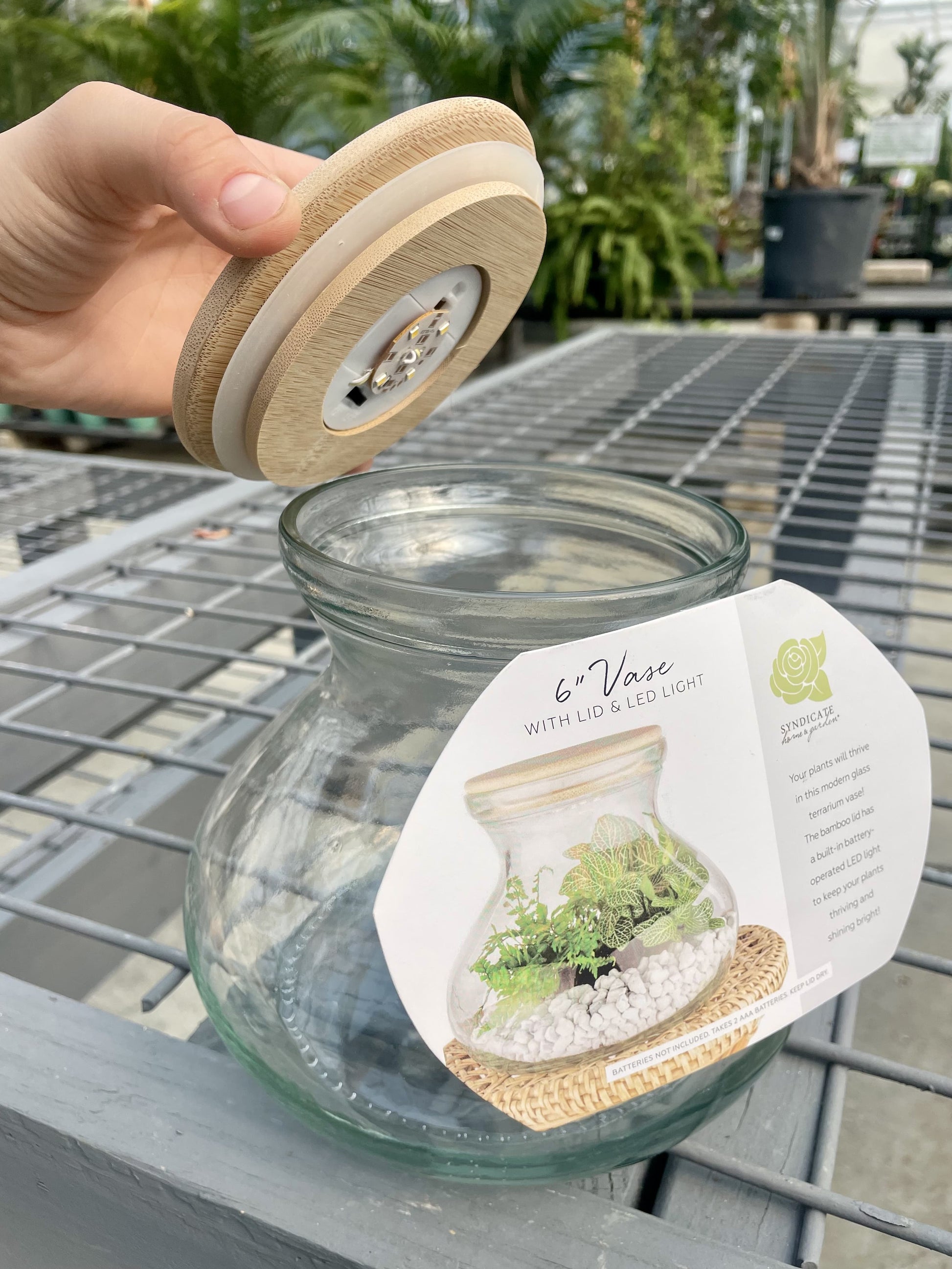 closed lid terrarium plants 6" Vase Terrarium with Lid & Light – Corso's Flower & Garden Center