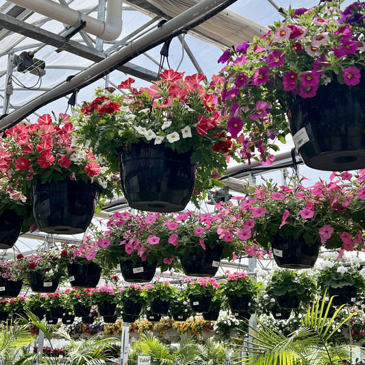 10" Flowering Hanging Basket