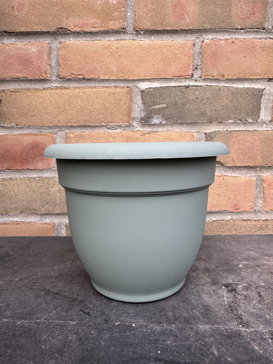 6" Ariana Pot - Basil
