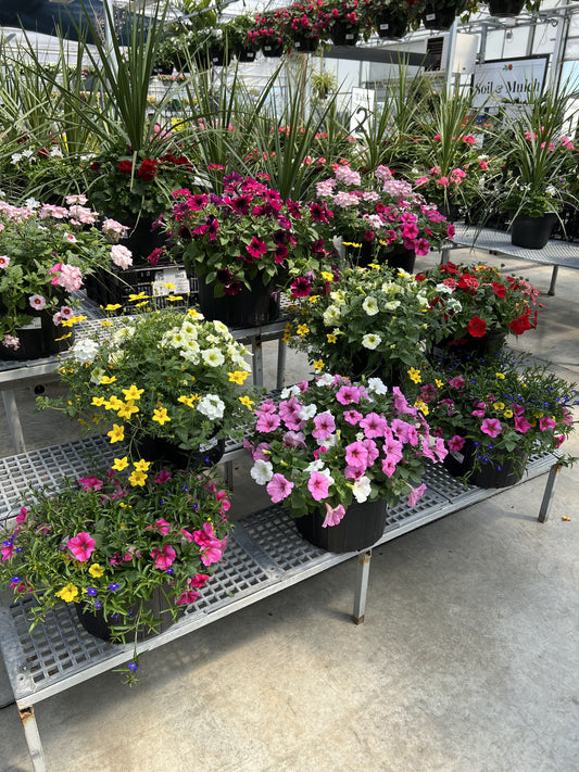 3 Gallon Annual Planter