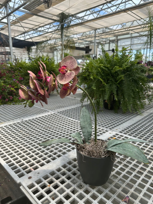 Faux-Ever Orchid