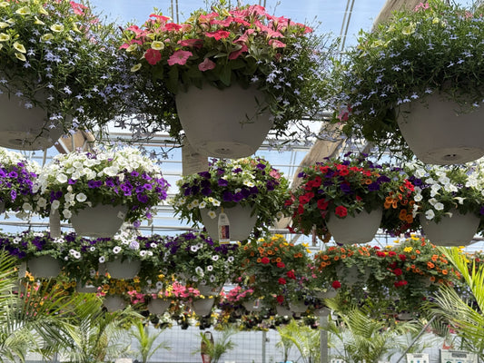 12" Flowering Hanging Basket