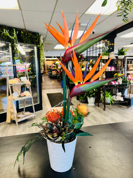 Bird of Paradise Potted Arrangement