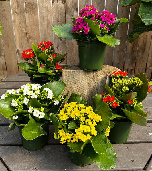 Kalanchoe