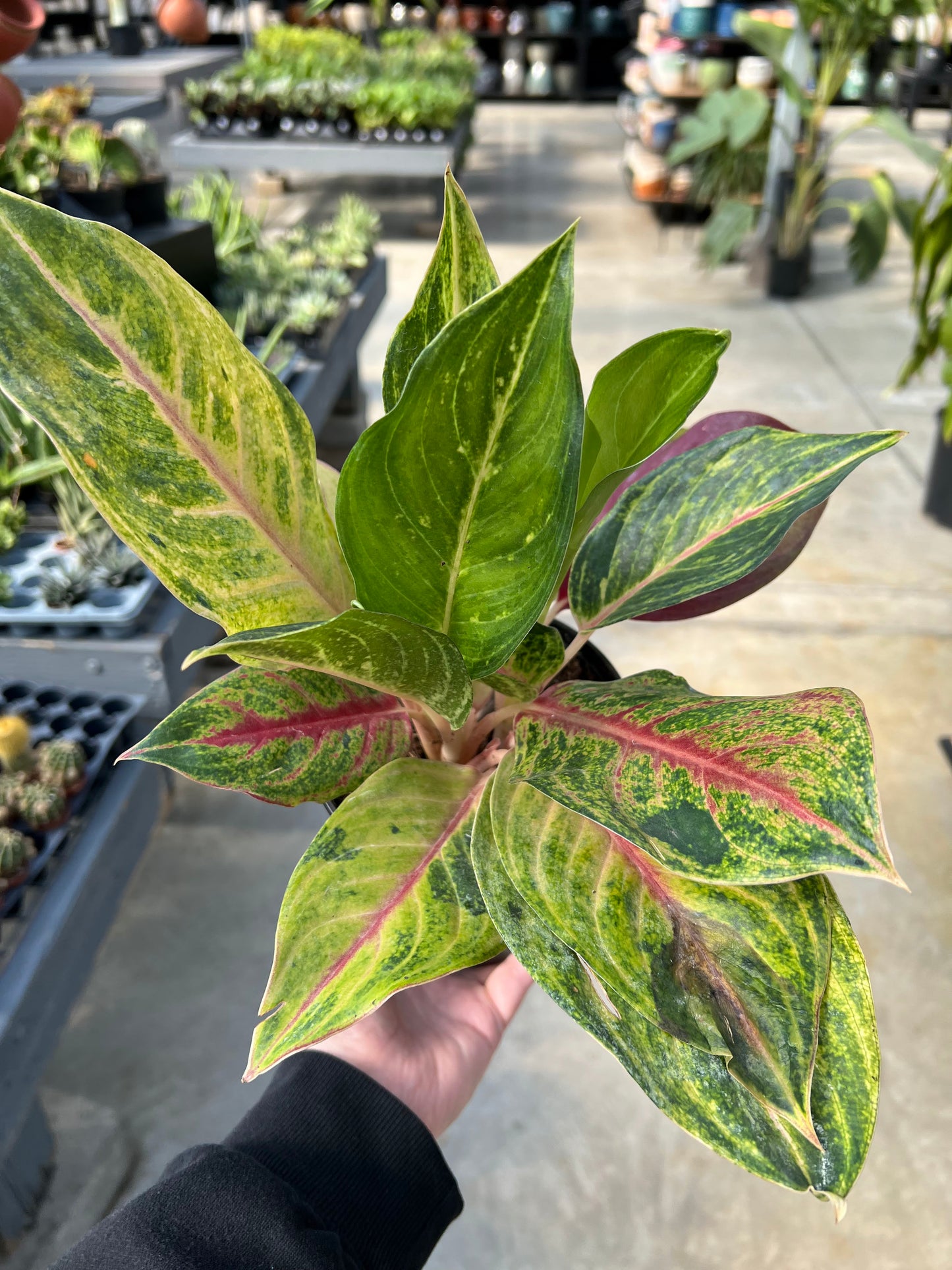 Aglaonema 'Golden Fluorite' 6"
