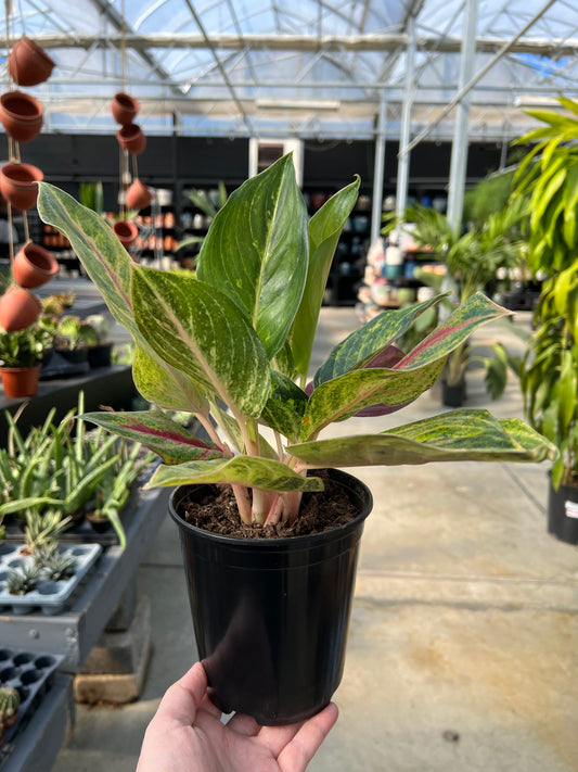 Aglaonema 'Golden Fluorite' 6"