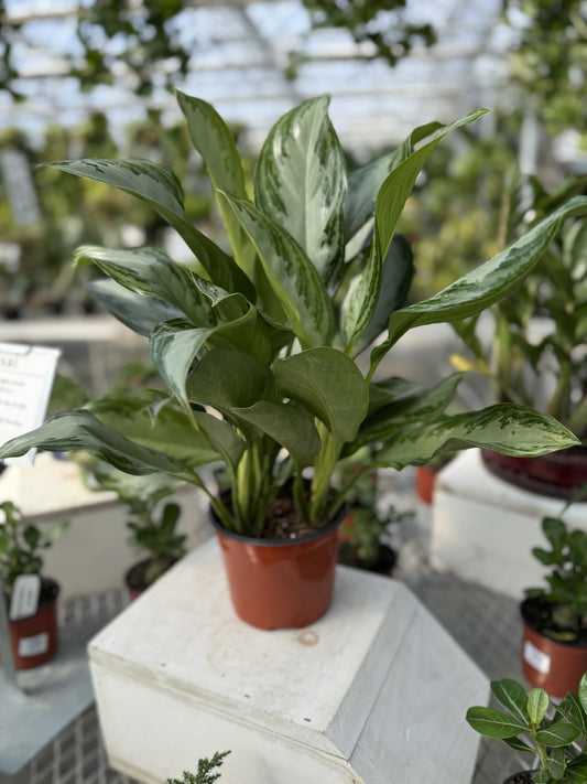Aglaonema 'Silver Bay' 6"
