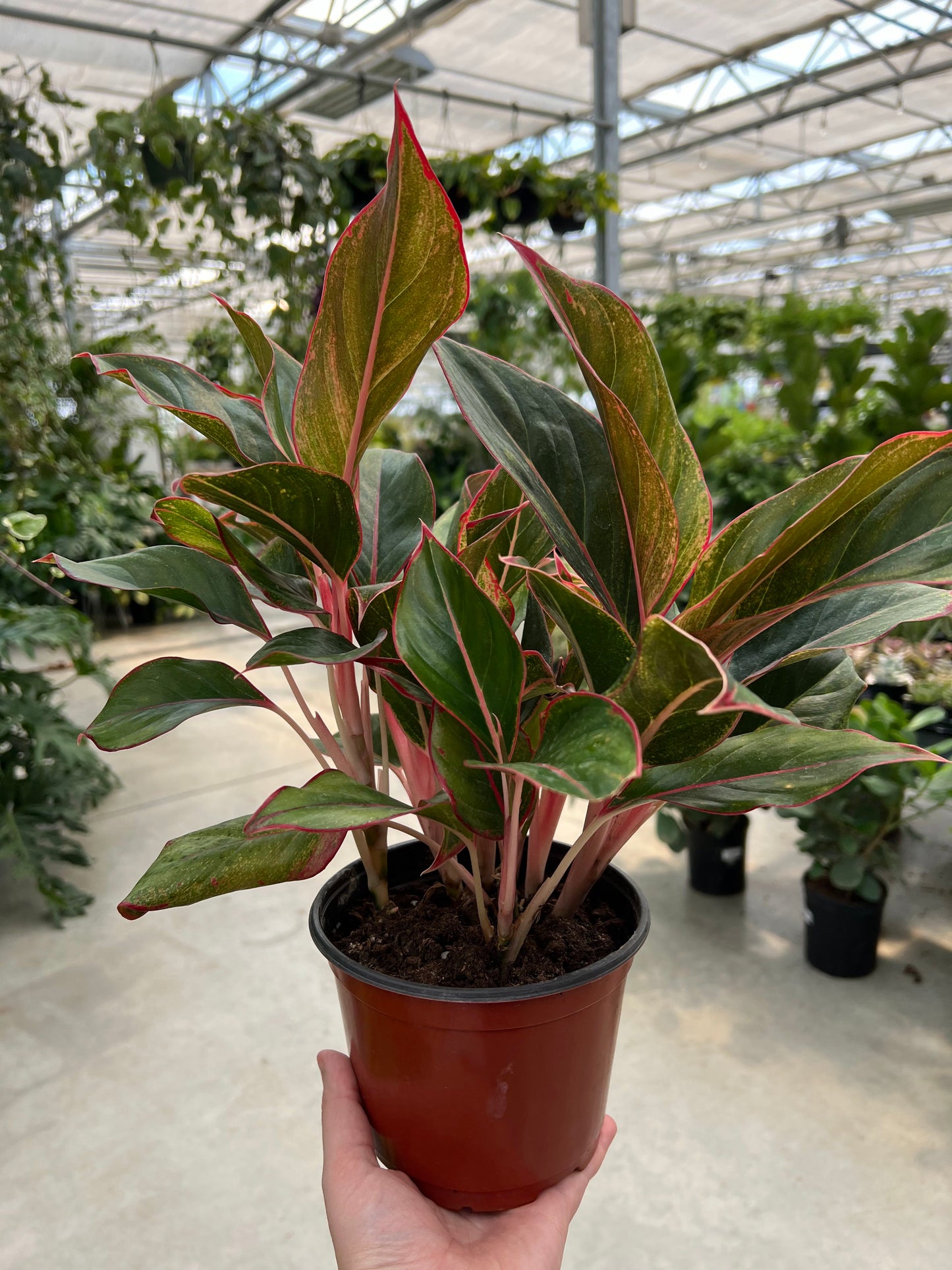 Aglaonema 'Siam' 6"