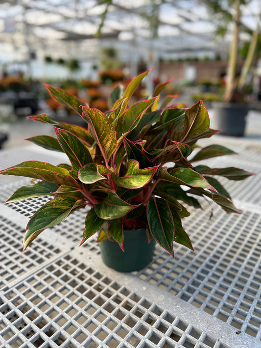 Aglaonema 'Siam' 8"