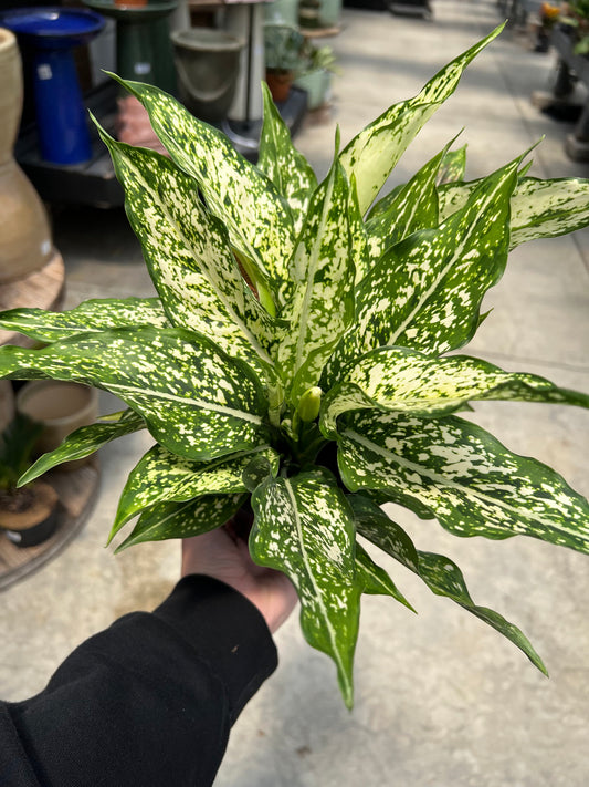 Aglaonema 'Thai Snowflake' 5.4"