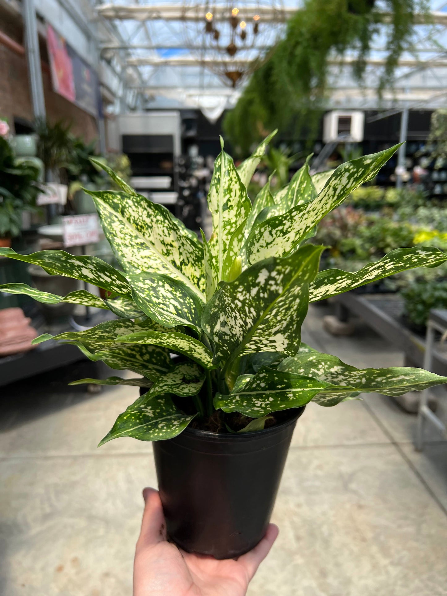 Aglaonema 'Thai Snowflake' 5.4"