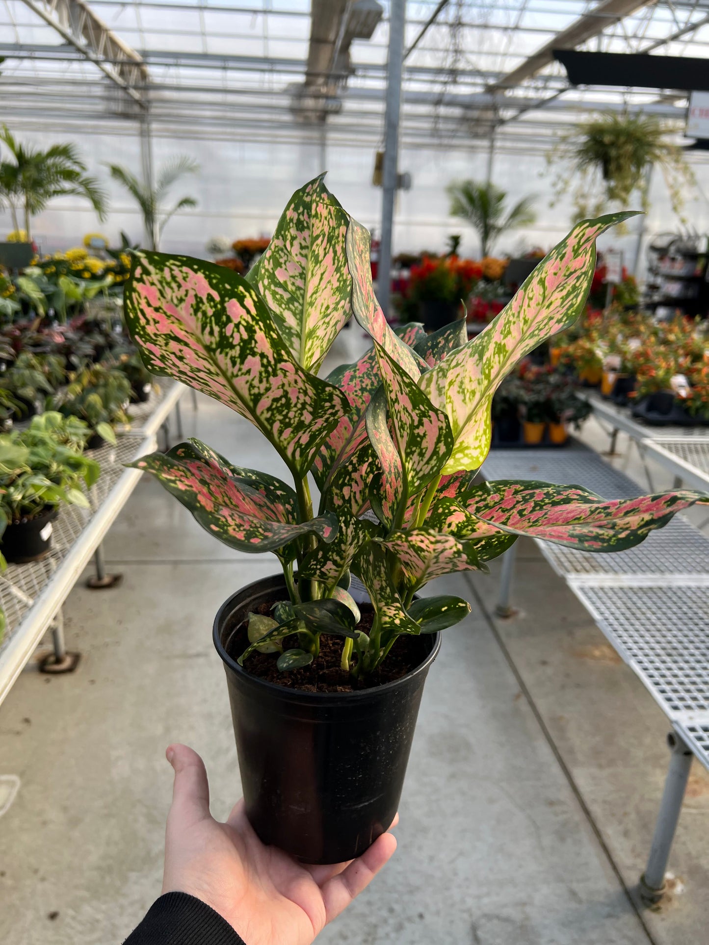 Aglaonema 'Wishes' 6"