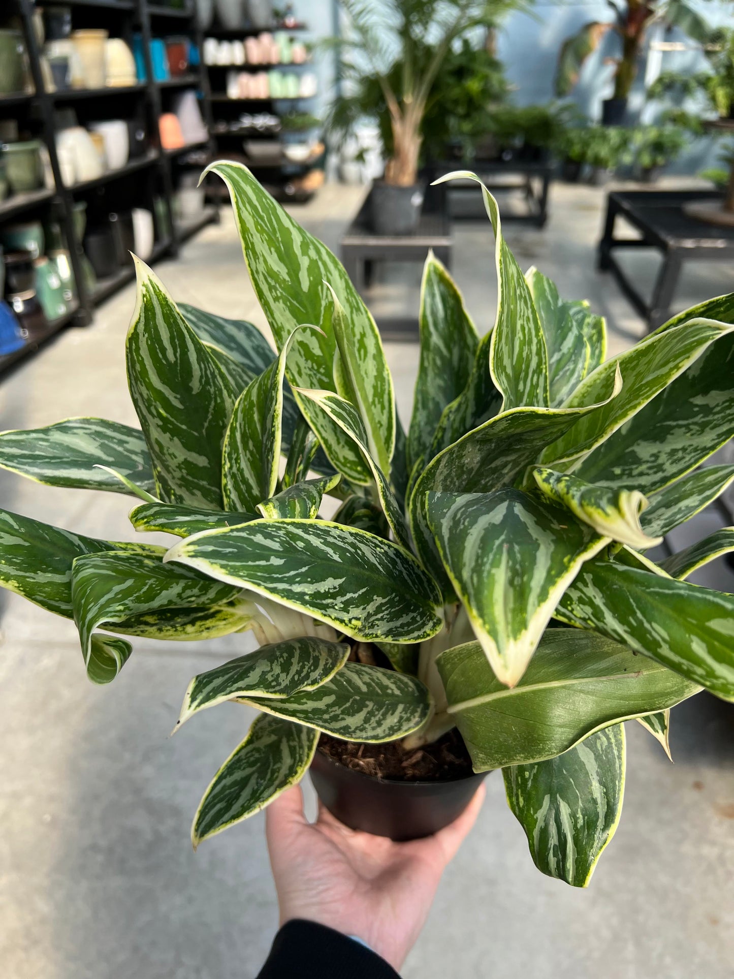 Aglaonema 'White Tip' 6"