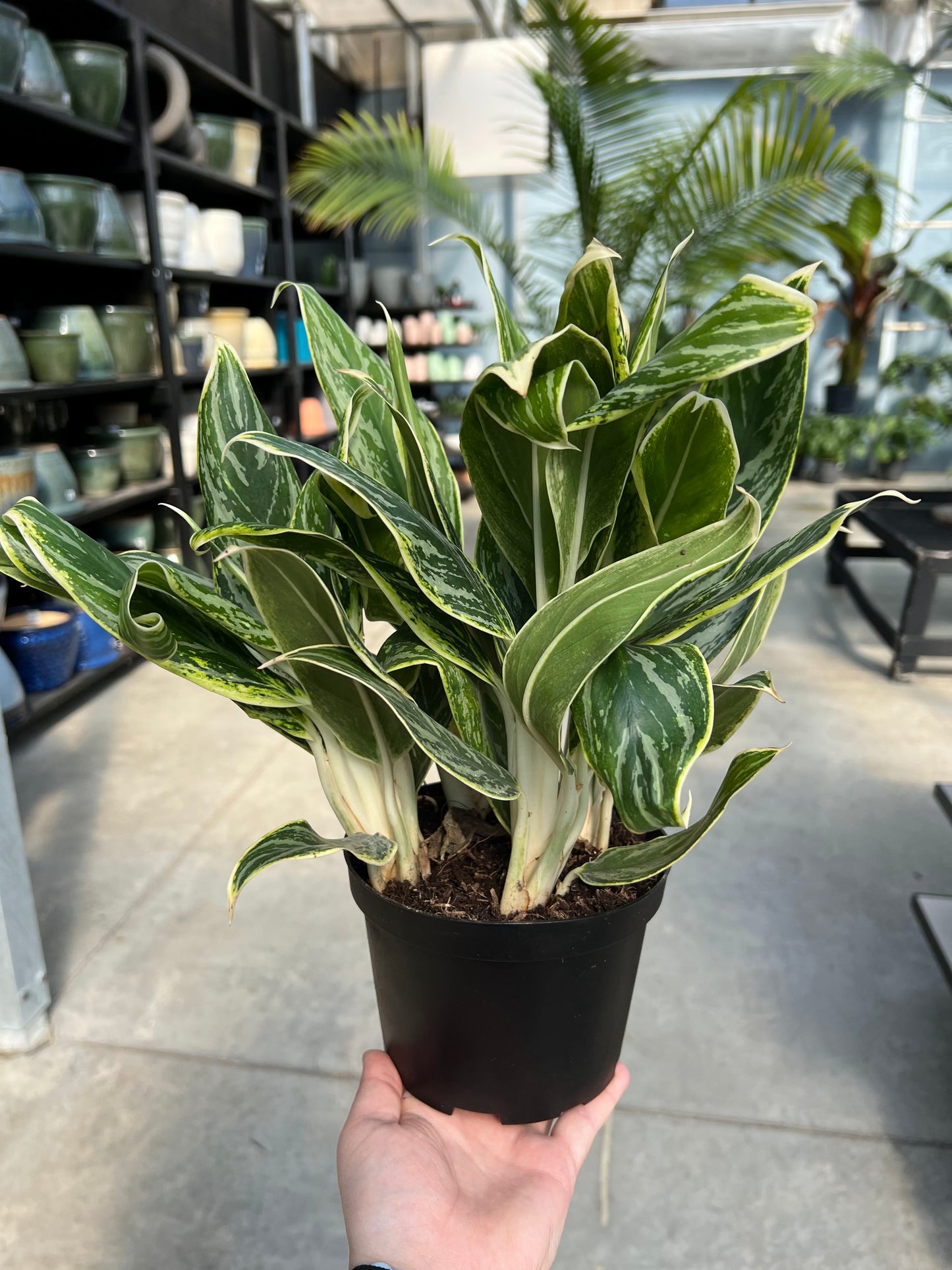 Aglaonema 'White Tip' 6"
