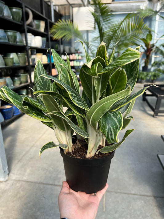 Aglaonema 'White Tip' 6"