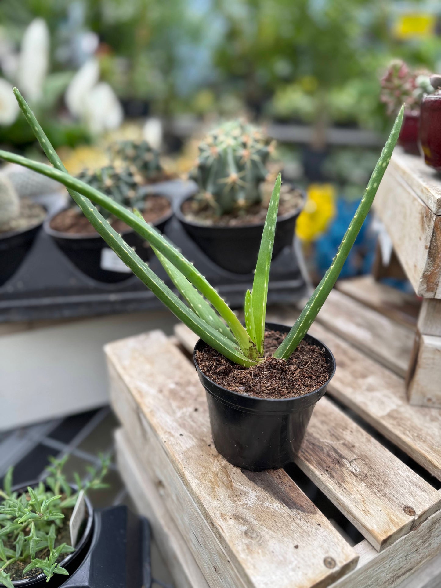 Aloe 4"