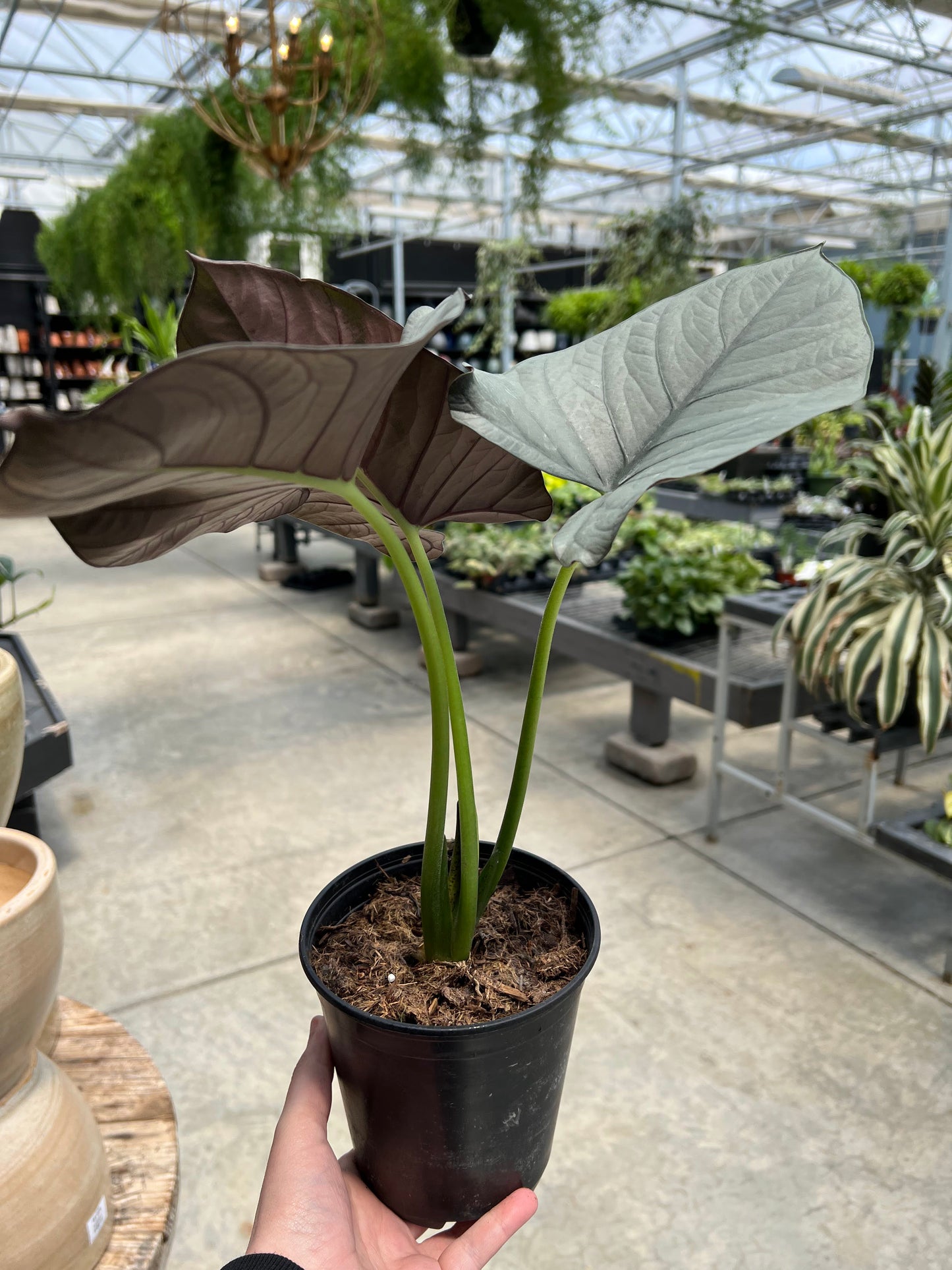 Alocasia 'Reginae' 5.4"
