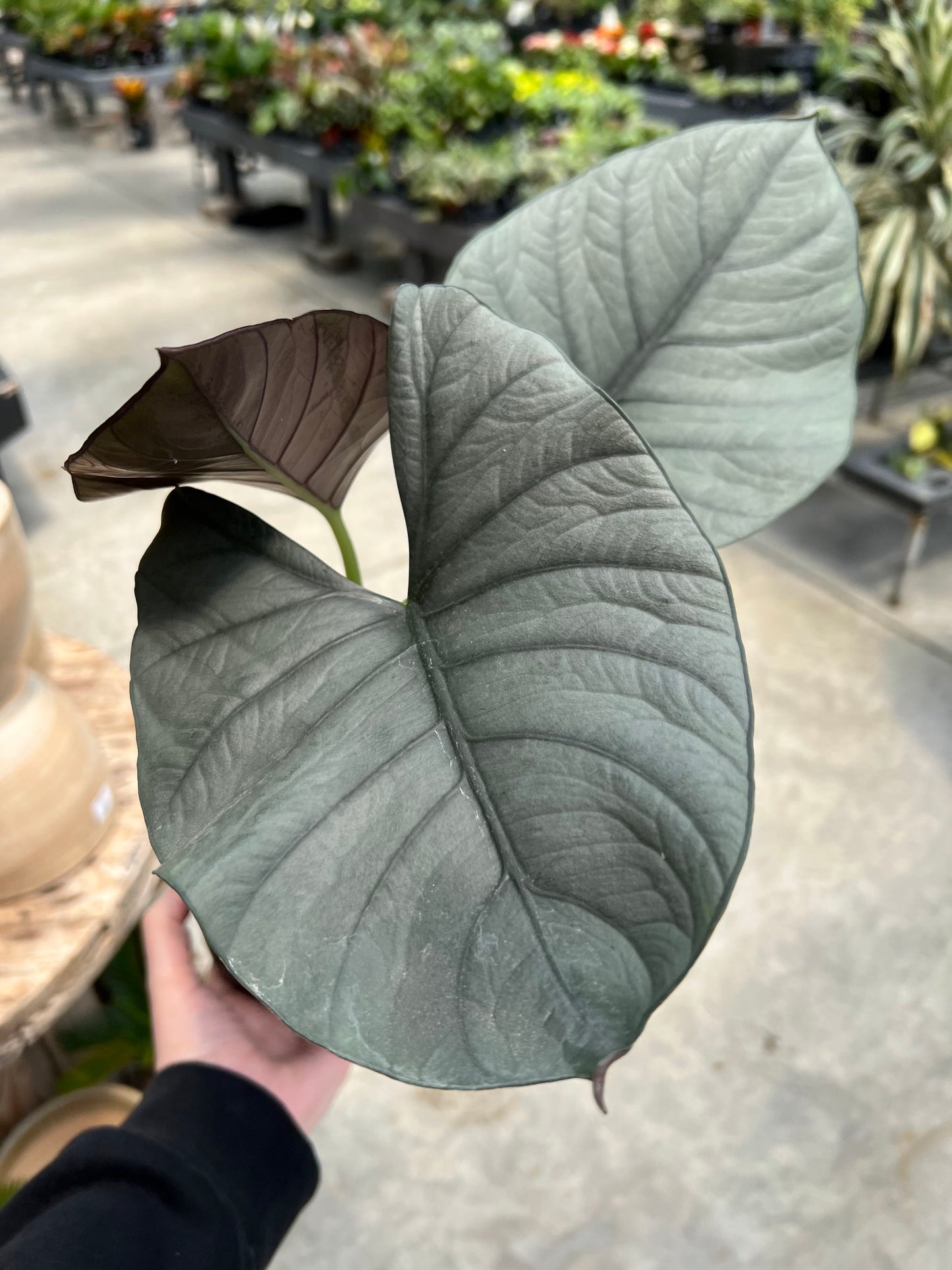 Alocasia 'Reginae' 5.4"