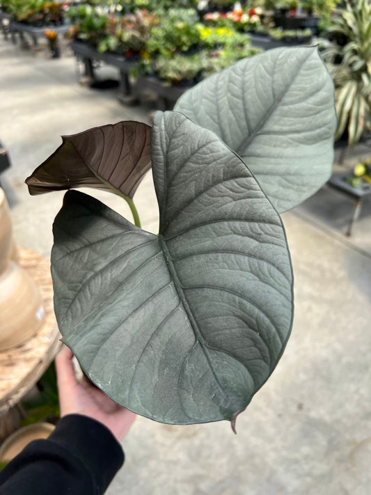 Alocasia 'Reginae' 5.4"