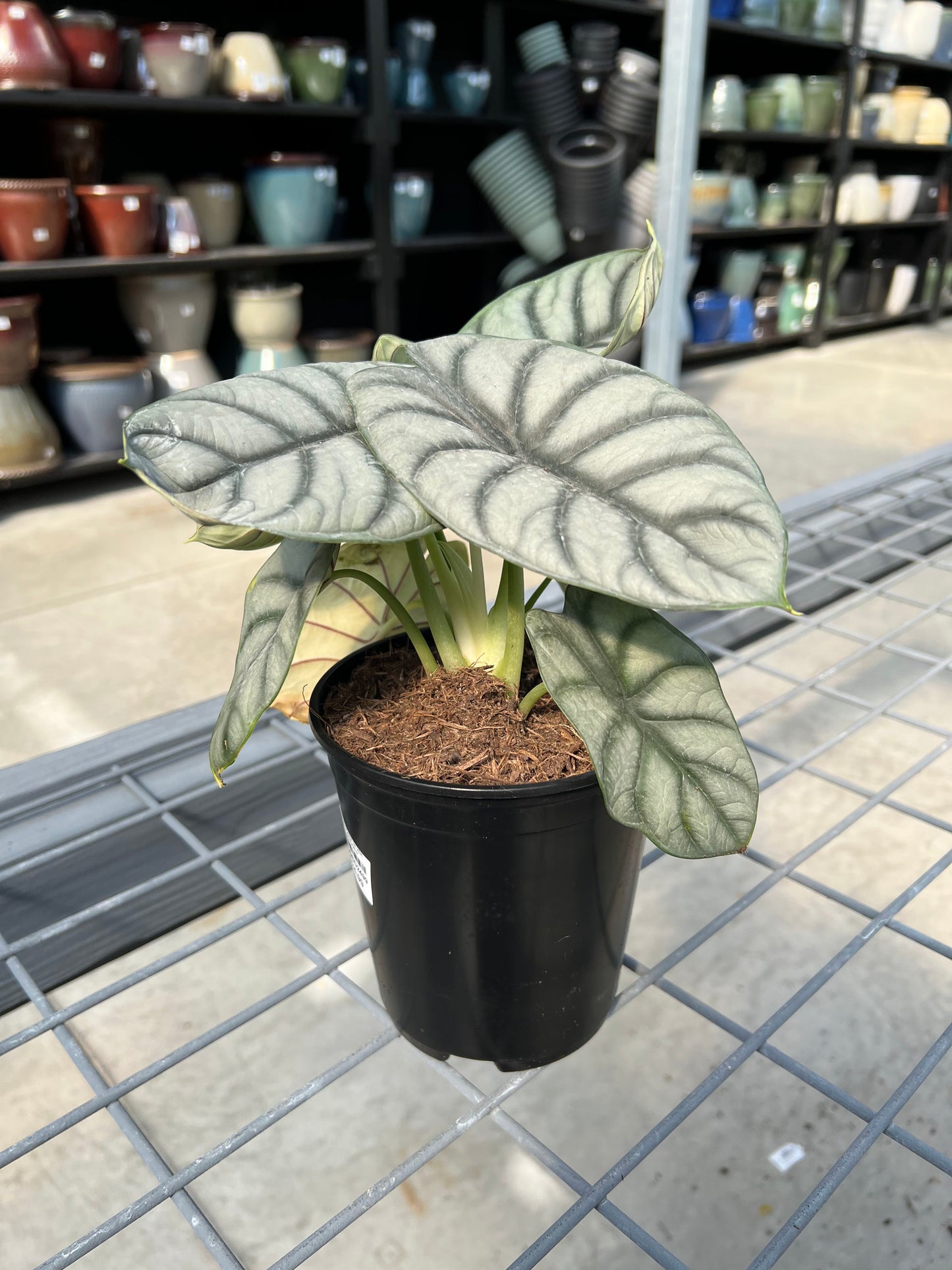 Alocasia 'Silver Dragon' 6"