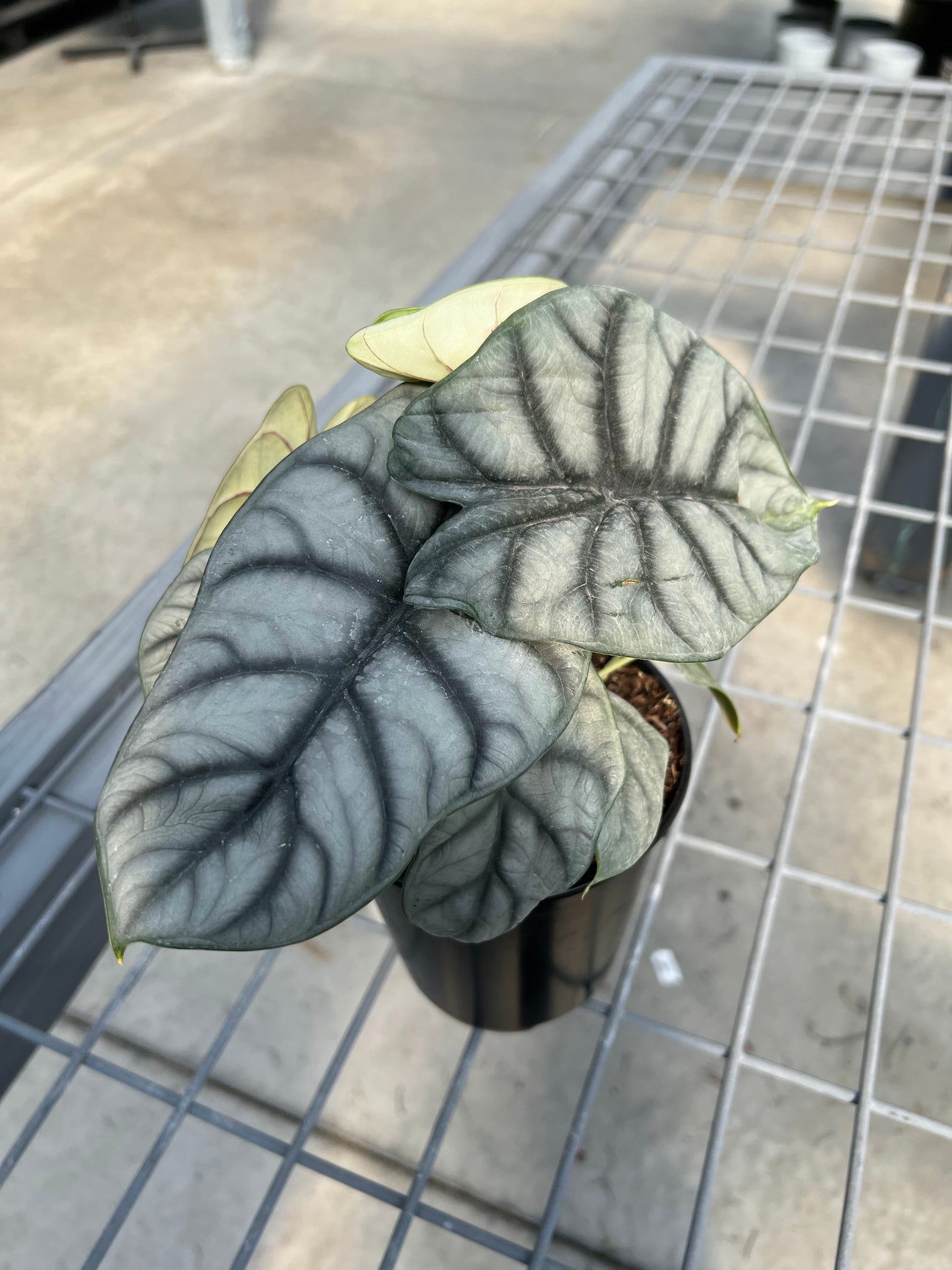 Alocasia 'Silver Dragon' 6"