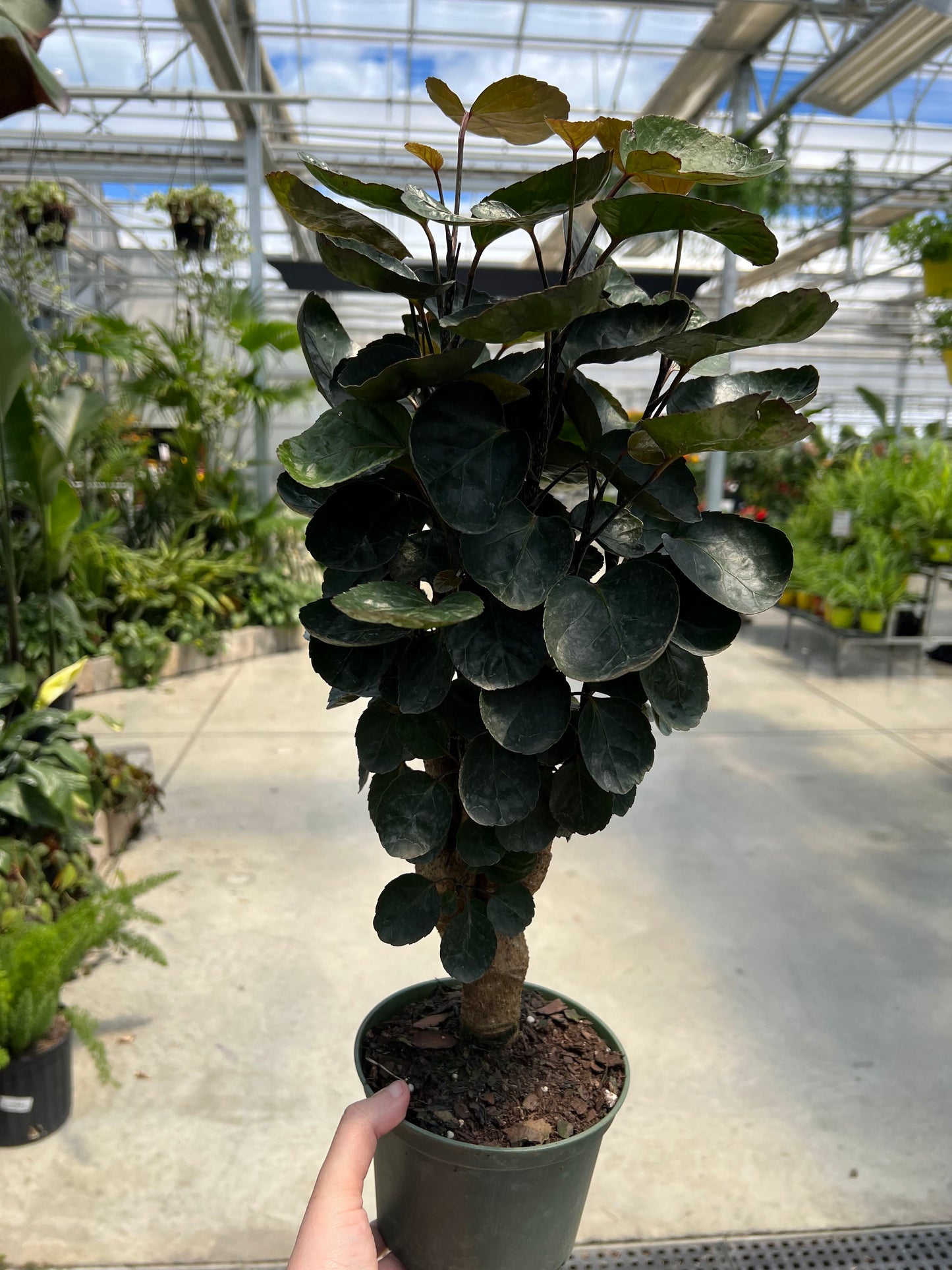 Aralia 'Fabian' 6"