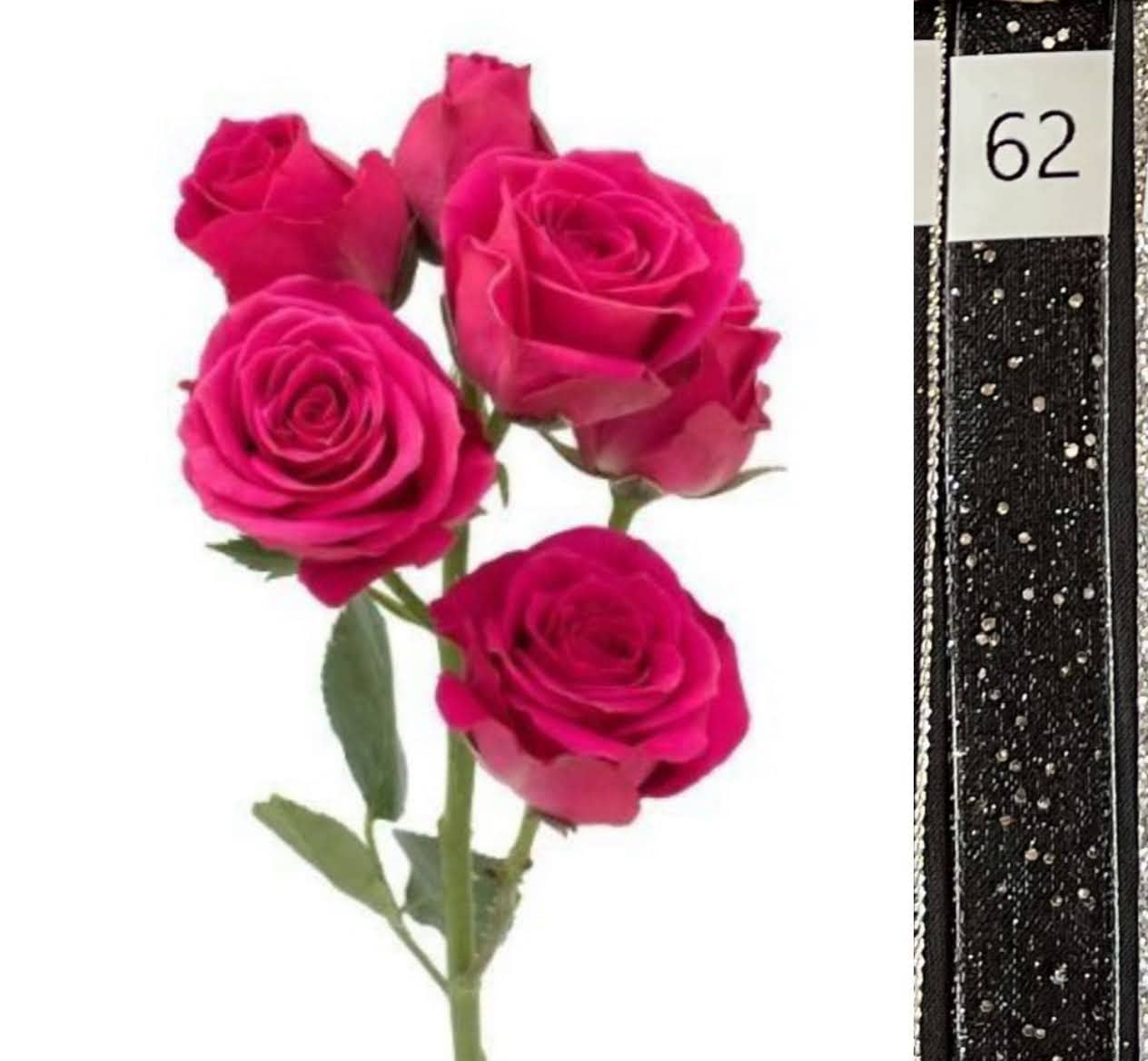 BOU25P^HOT PINK^62. BLACK SEQ..jpg?0