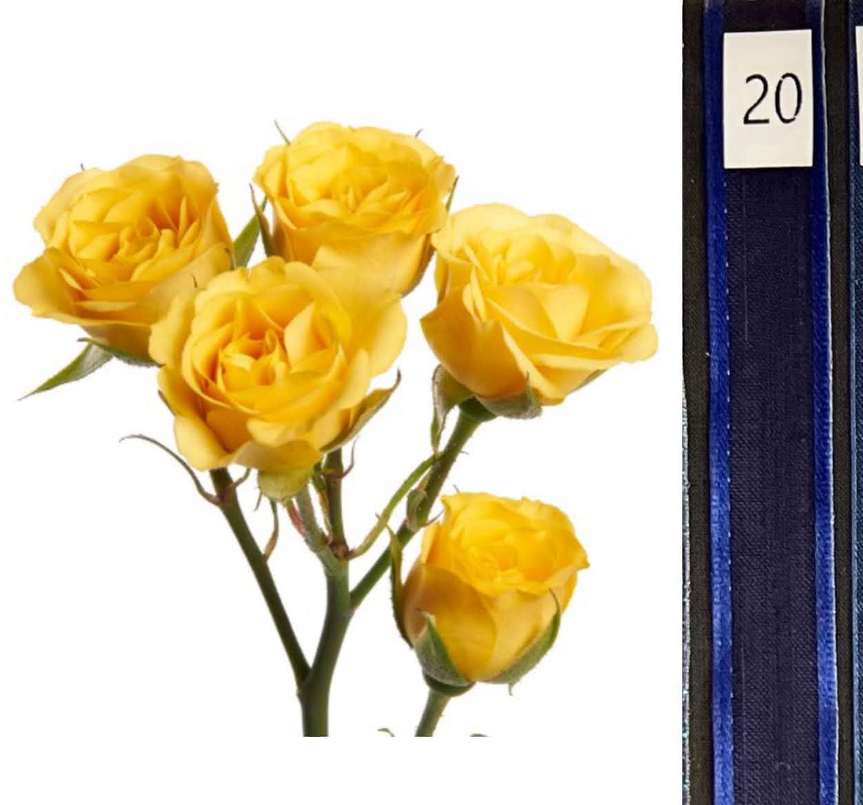 BOU25P^YELLOW^20. DARK BLUE.jpg?0
