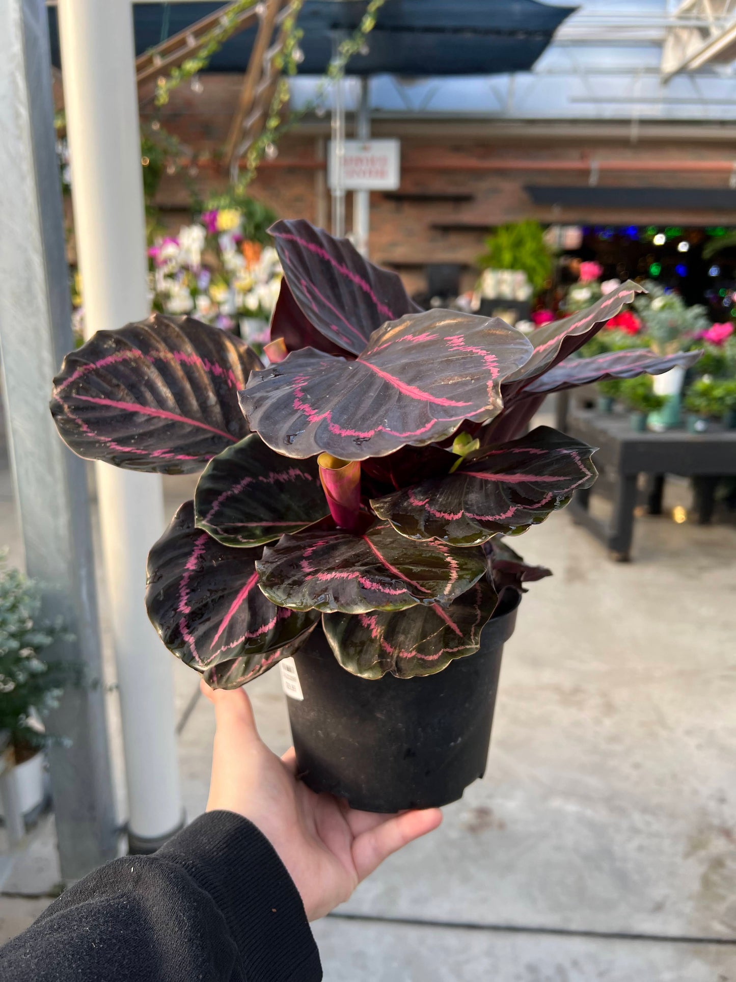 Calathea 'Dottie' 6"