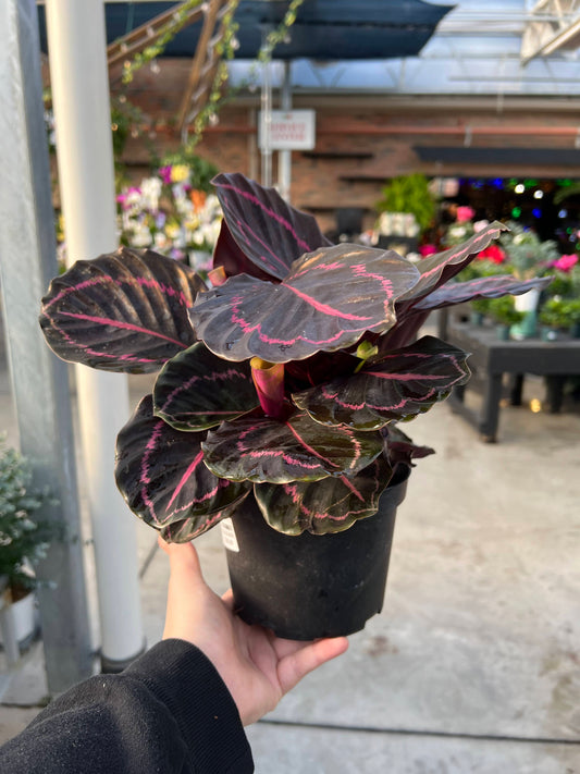 Calathea 'Dottie' 6"