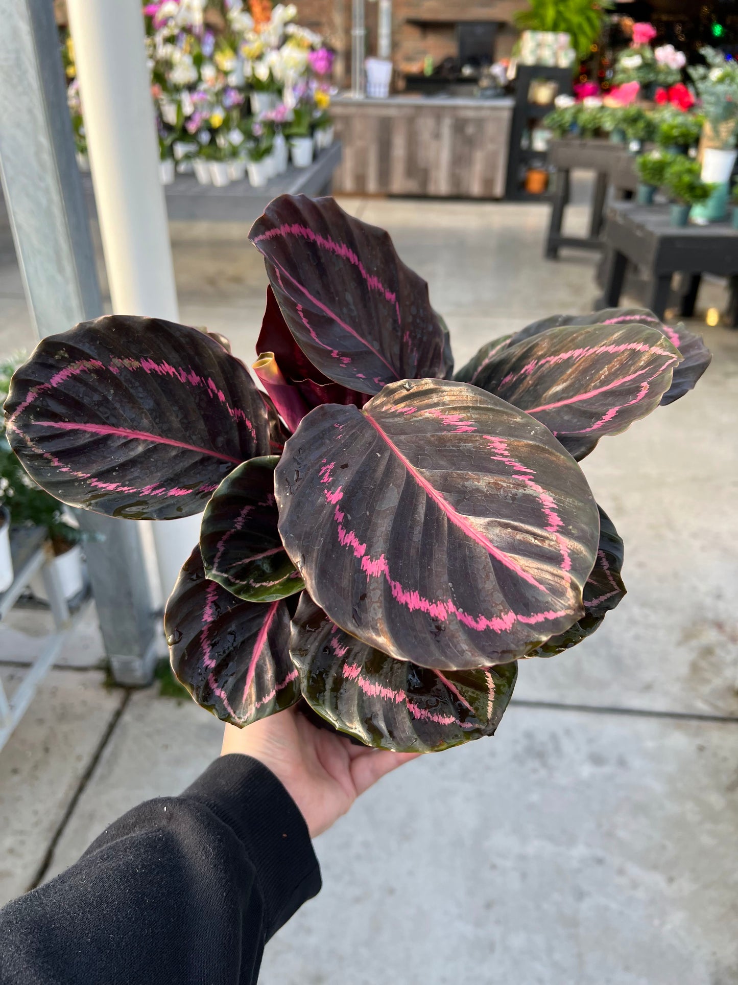 Calathea 'Dottie' 6"