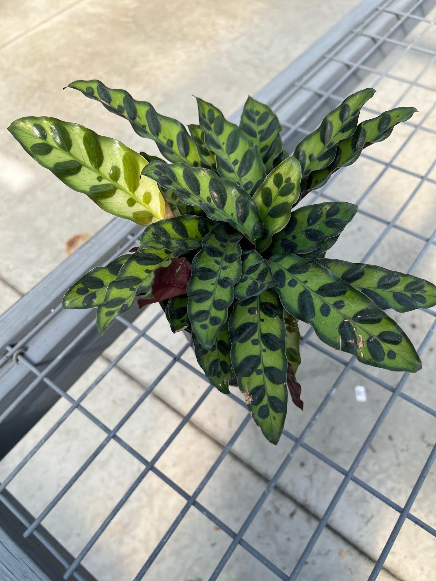 Calathea 'Lancifolia' 6"