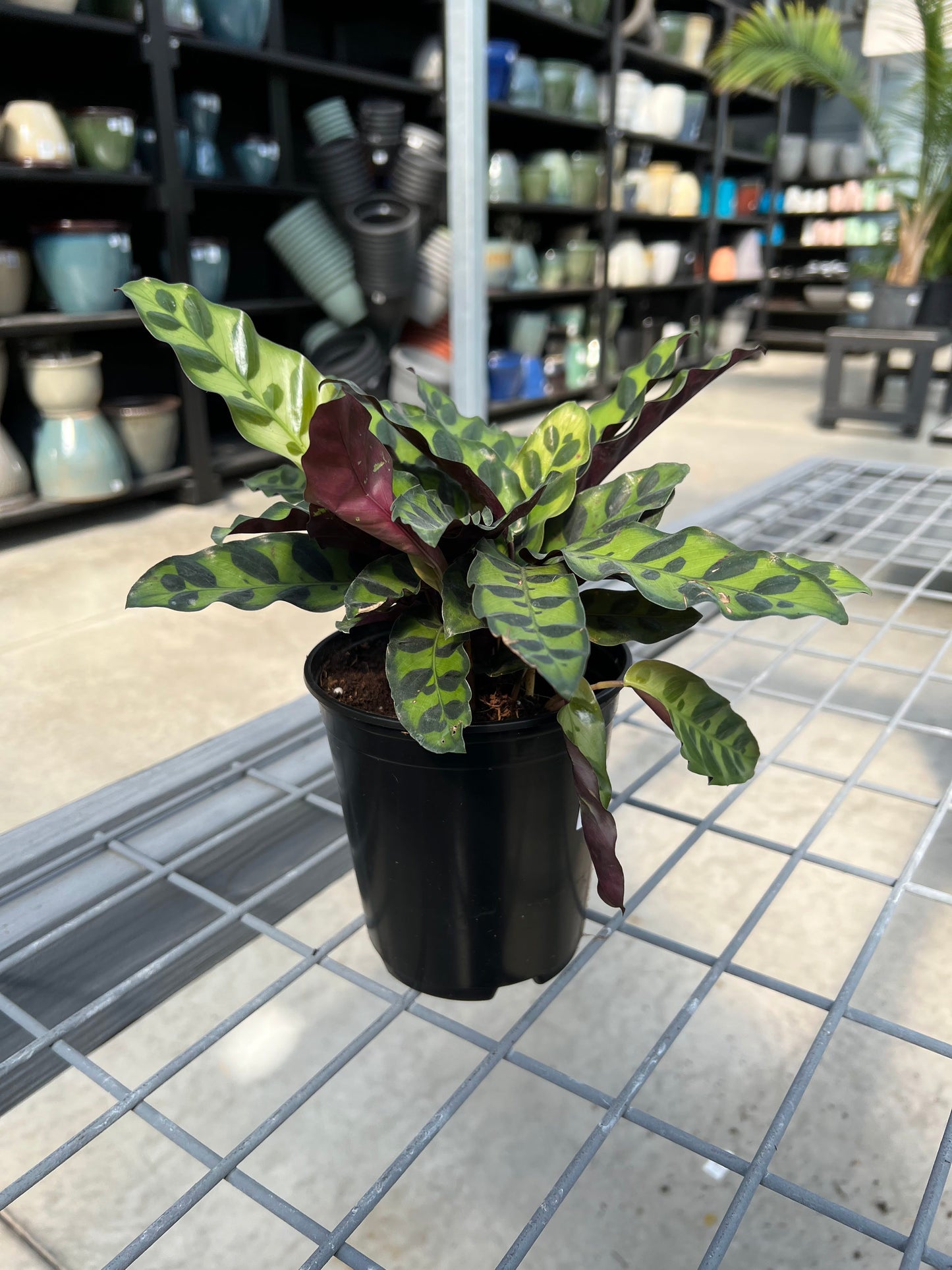 Calathea 'Lancifolia' 6"