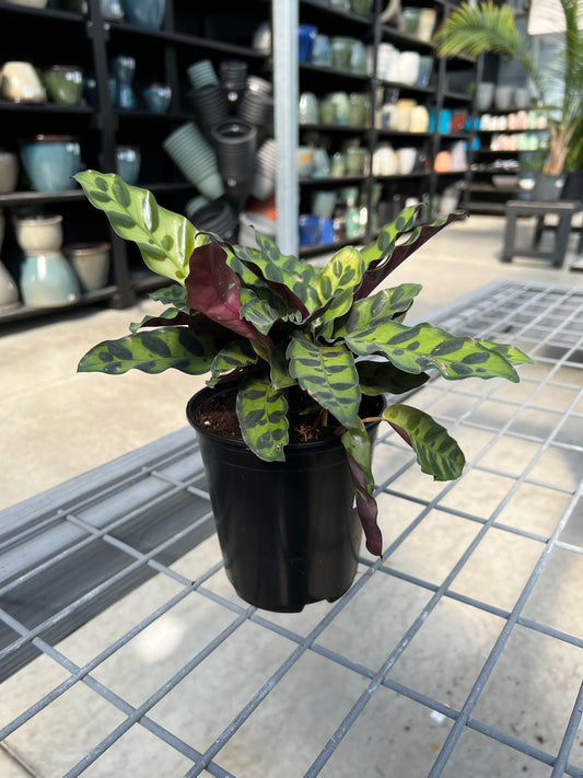 Calathea 'Lancifolia' 6"