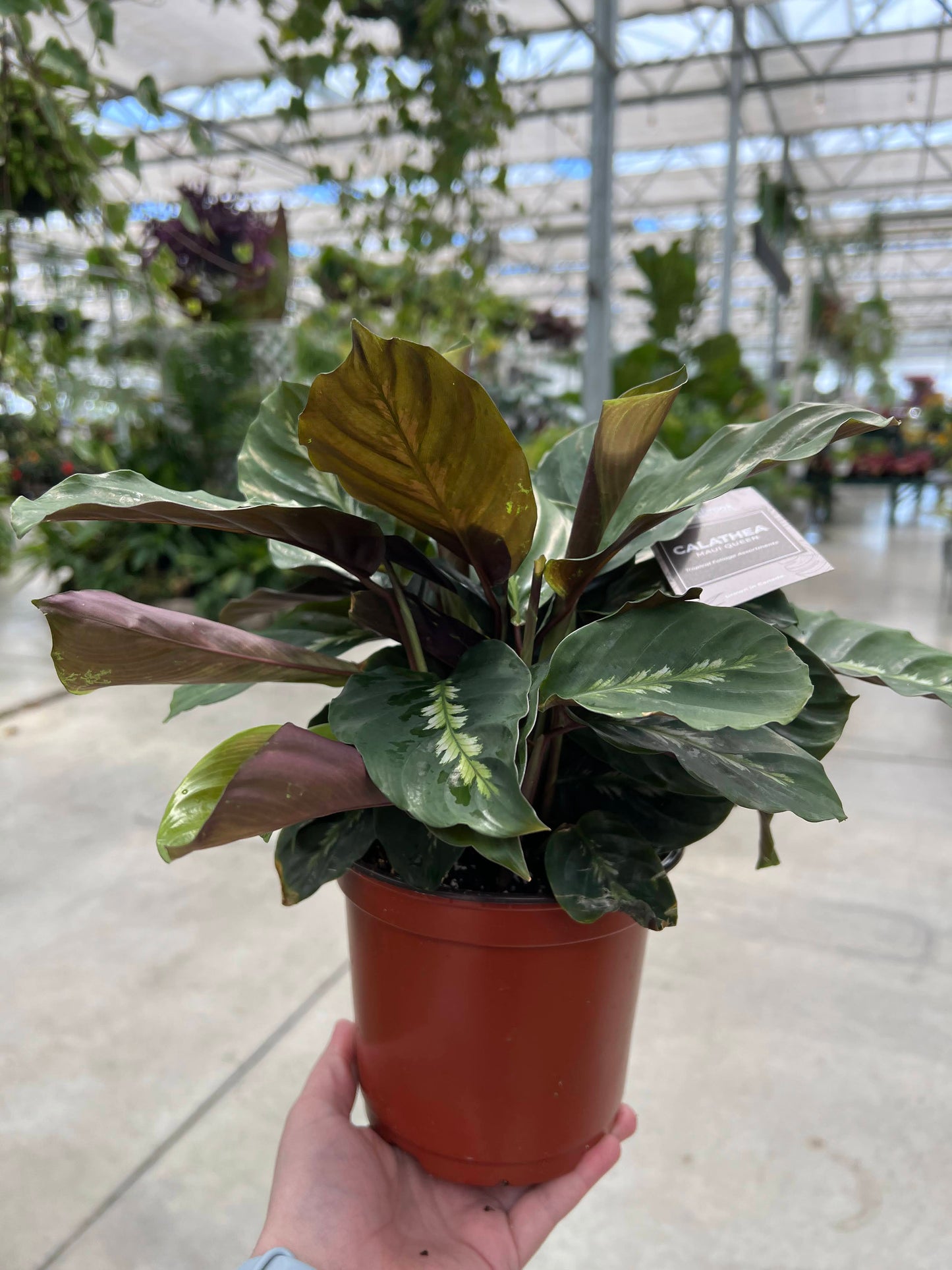 Calathea 'Maui Queen' 6"