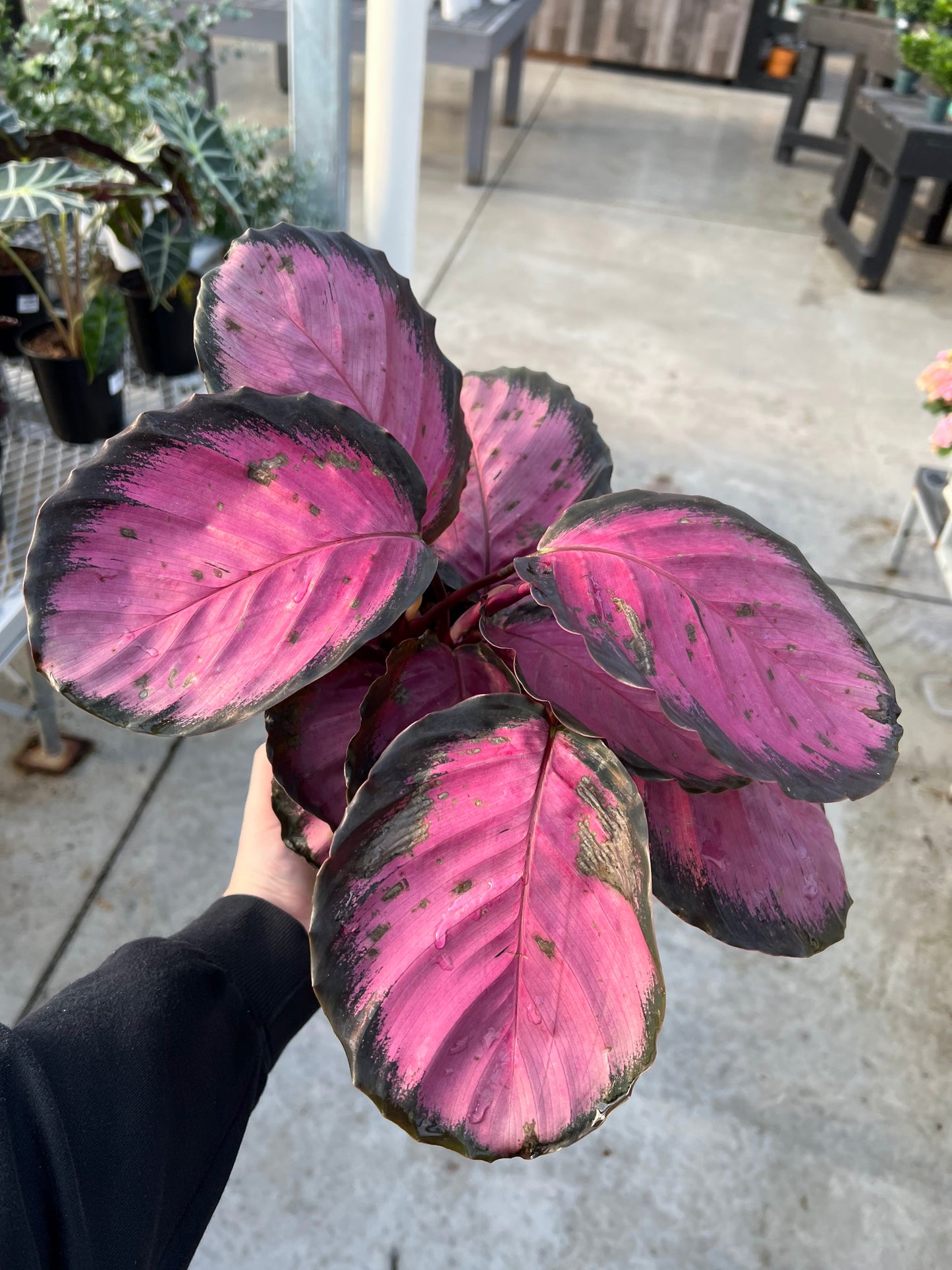 Calathea 'Pink Star' 6"