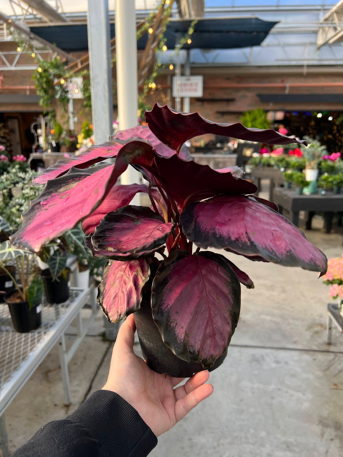 Calathea 'Pink Star' 6"