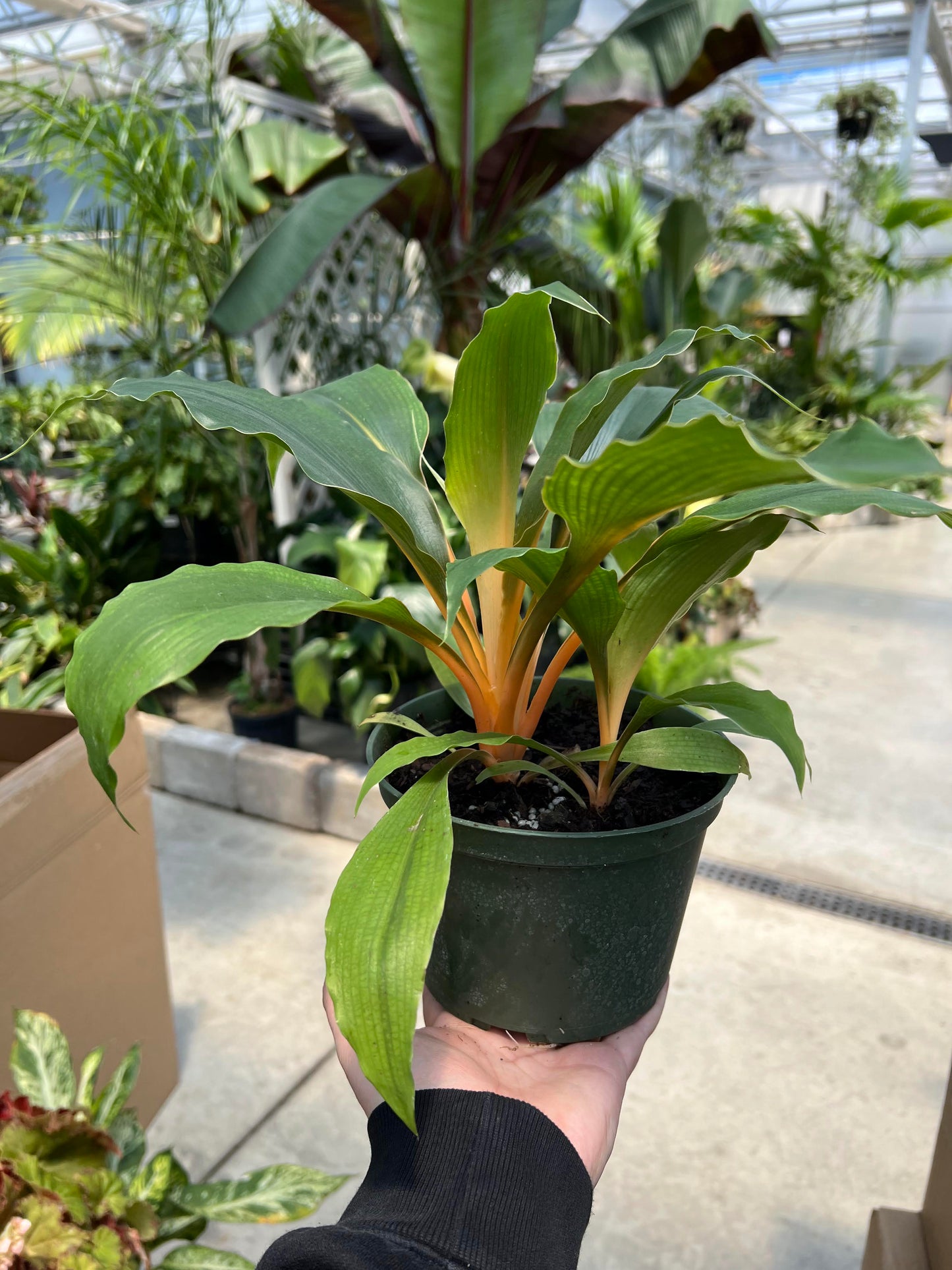 Chlorophytum 'Mandarin Orange' 6"