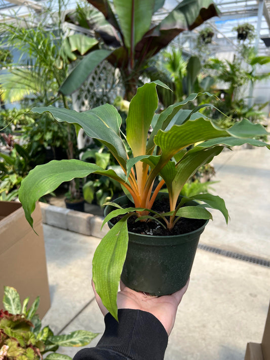 Chlorophytum 'Mandarin Orange' 6"