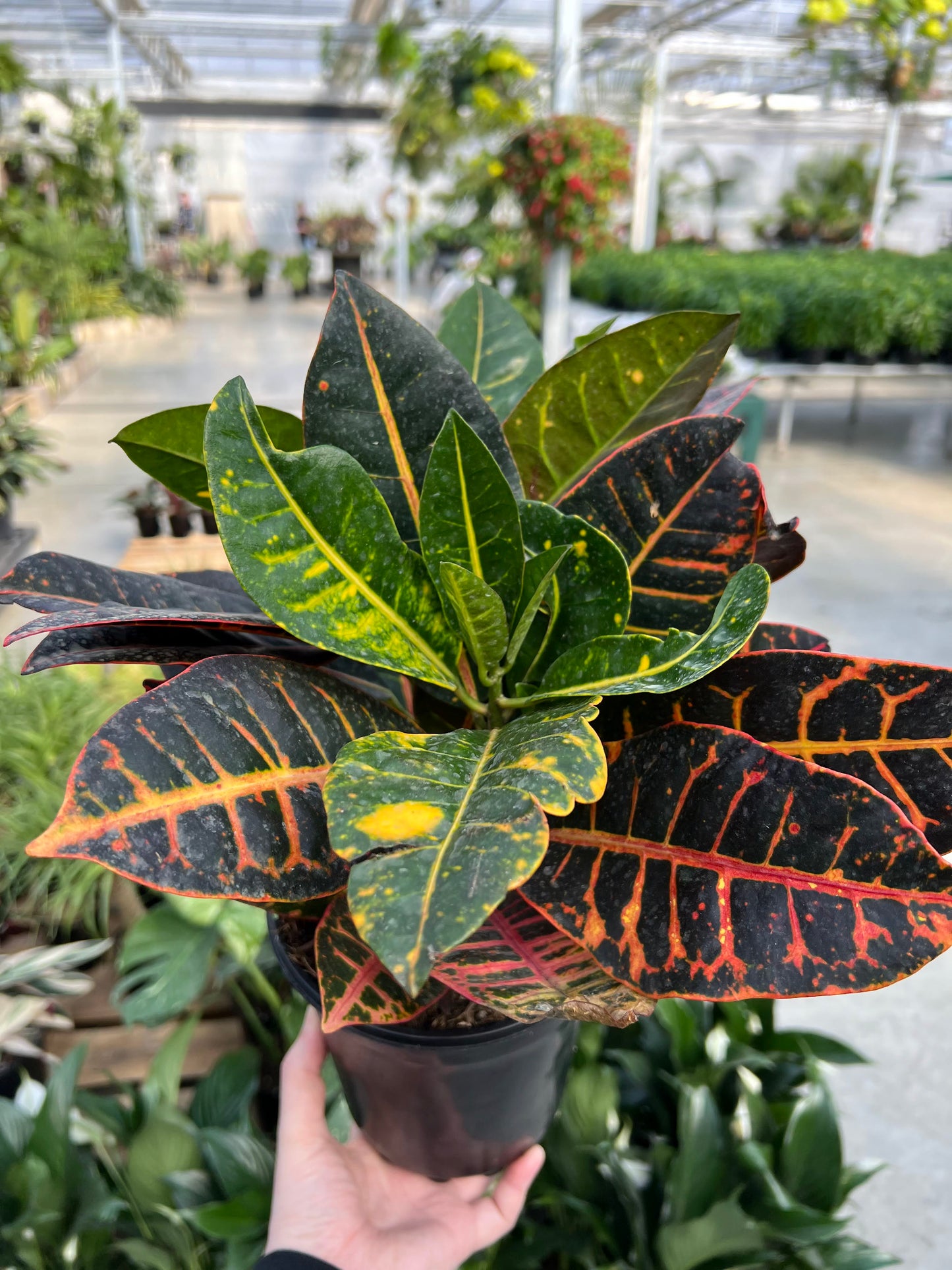Croton 'Petra' 6"