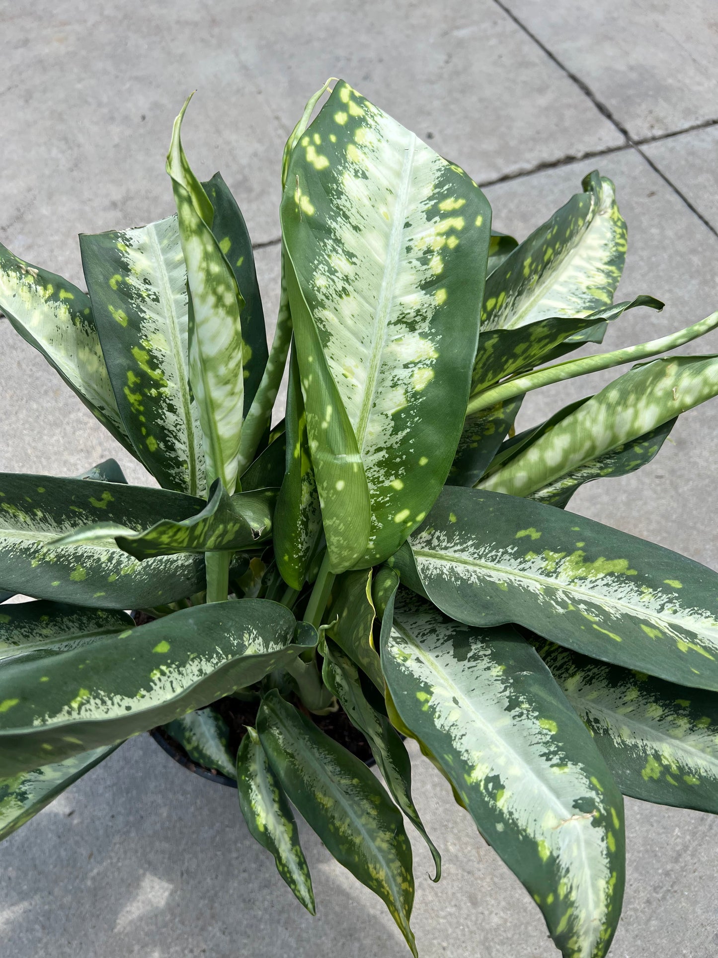 Dieffenbachia 'Panther' 10"