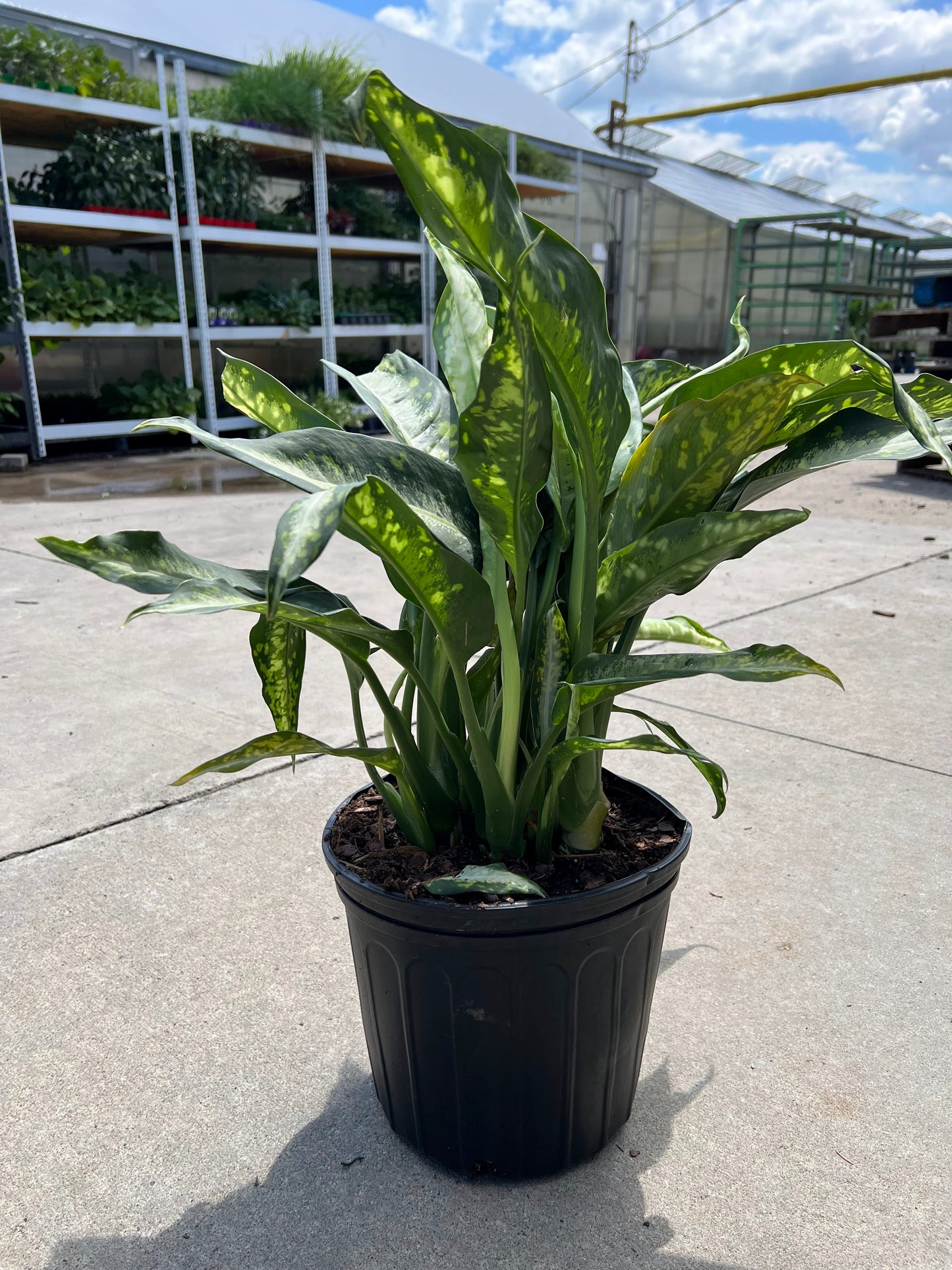 Dieffenbachia 'Panther' 10"