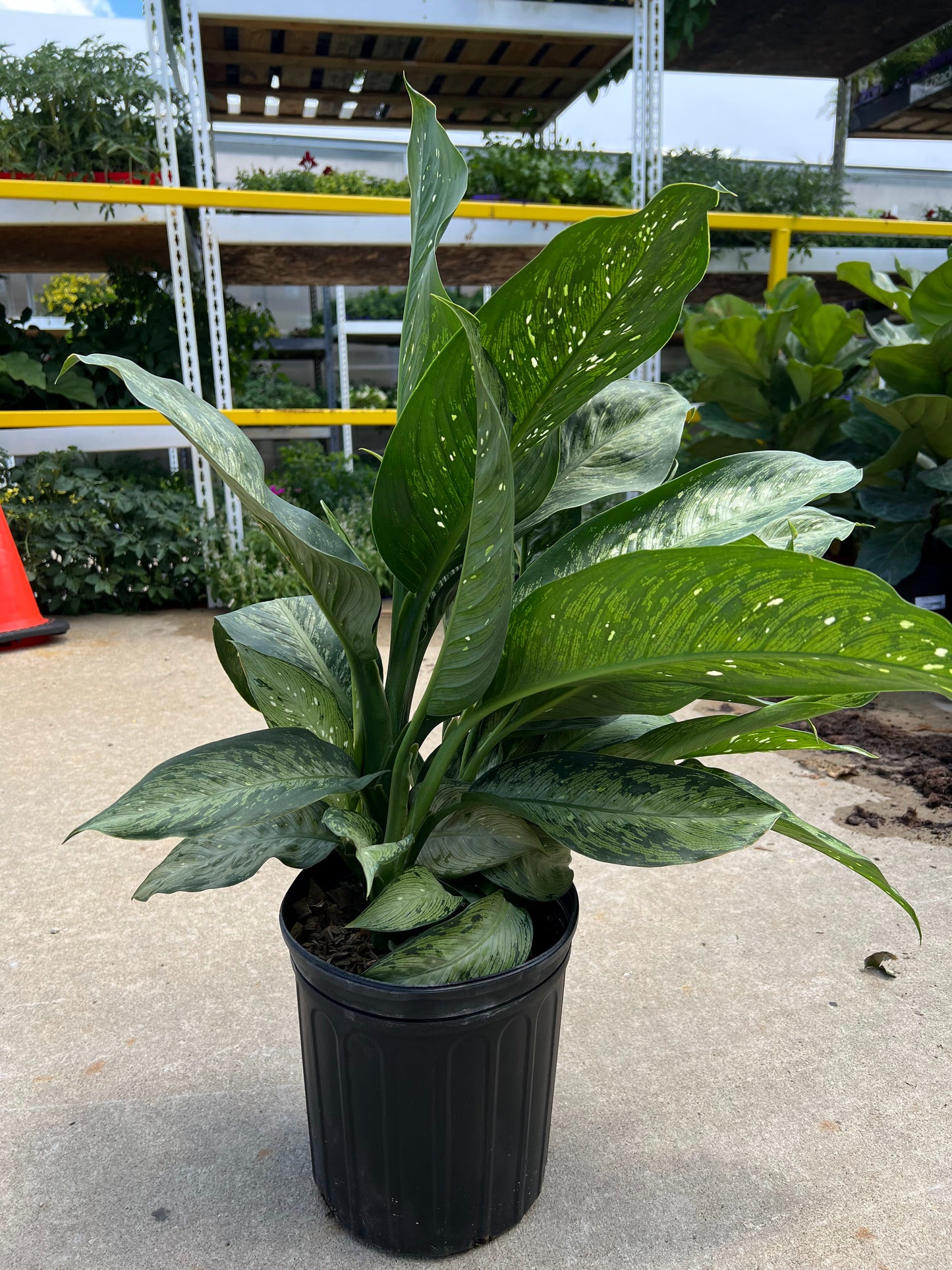 Dieffenbachia 'Snow' 10"
