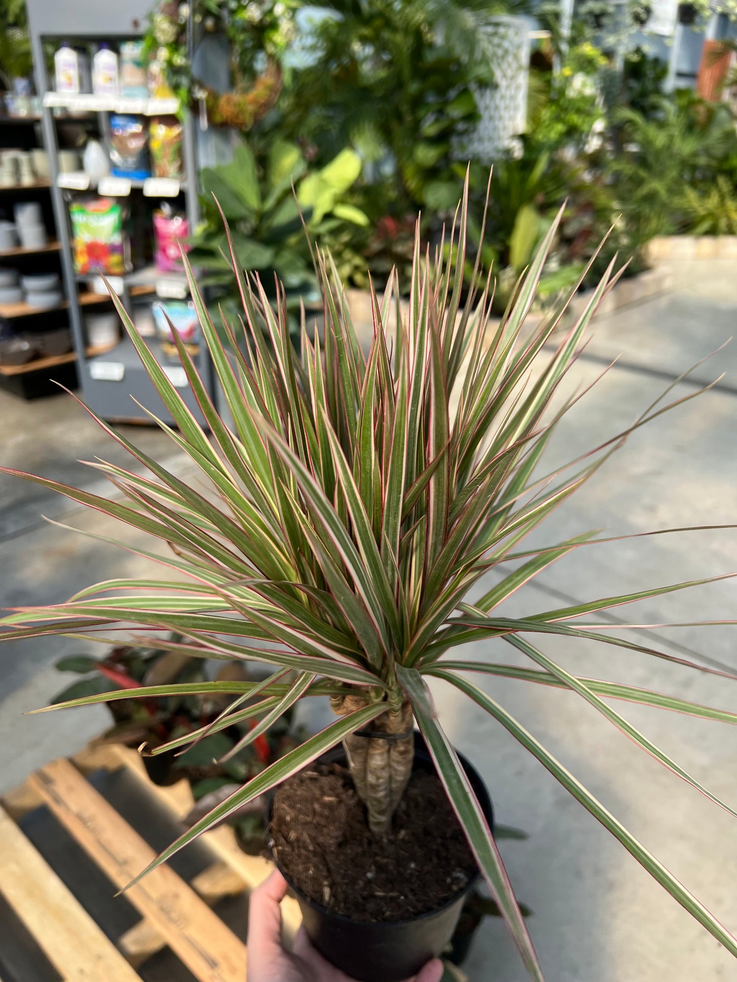 Dracaena 'Bi-Color Braid' 6"